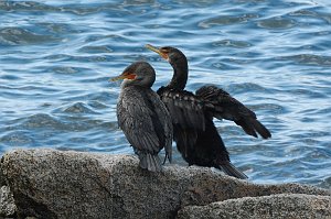 Cormorant, Double-crested, 2017-09079642 Halibut Point State Park, MA